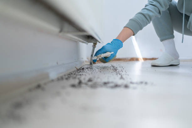 Best Termite Control Services  in Walton Hills, OH